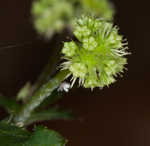 Clustered blacksnakeroot